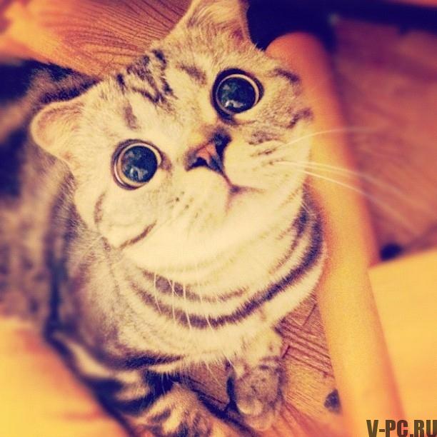 Shishi-Maru-famous-cat-on-Instagram-005