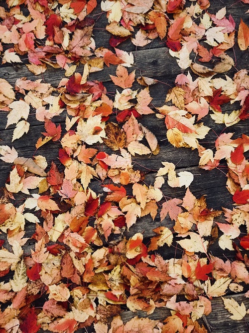 autumn photo ideas for instagram - leaves