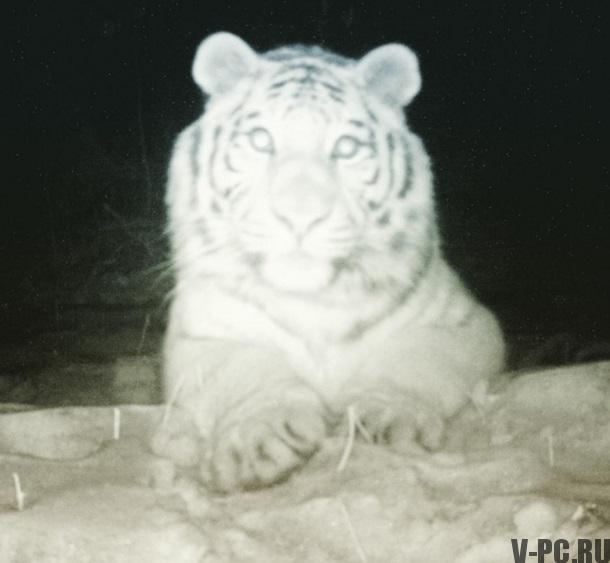 tiger took a selfie